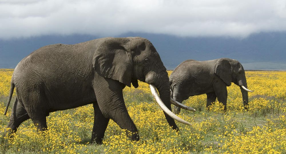 African elephants roaming, Tanzania (Demo)
